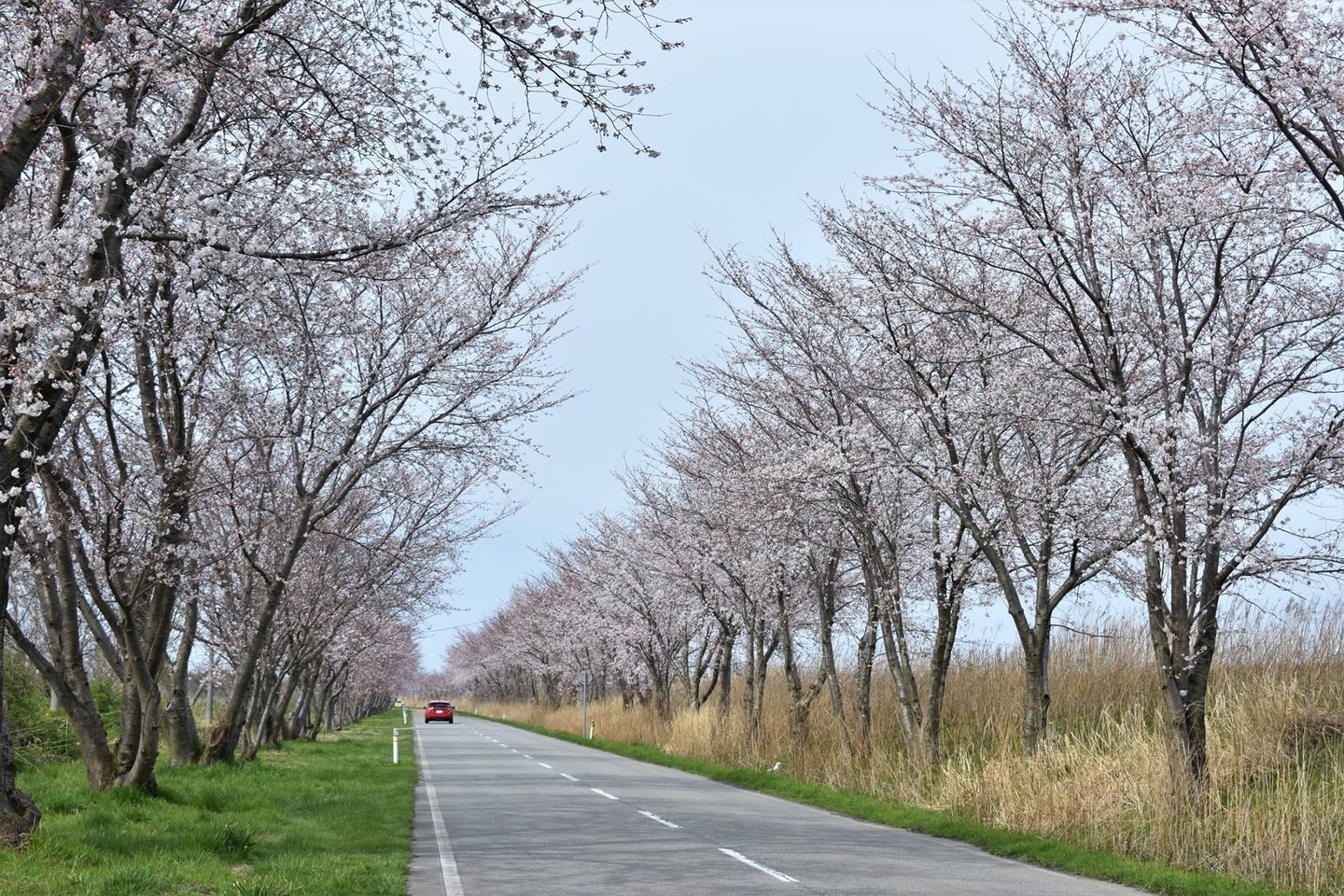 北陸物語facebook 河北潟堤防沿いの桜並木 9 の長さ 北陸物語 北陸物語facebook 河北潟堤防沿いの桜並木 9 の長さ 北陸物語