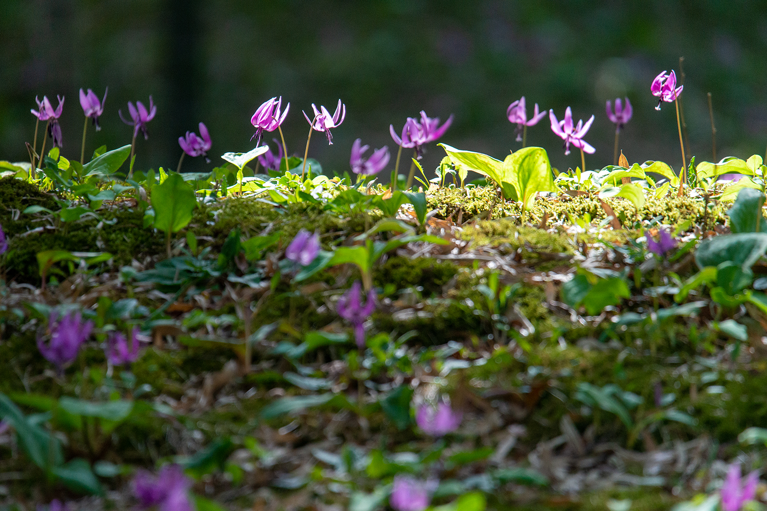 北陸物語facebook 里山のカタクリの花が見頃です 北陸物語