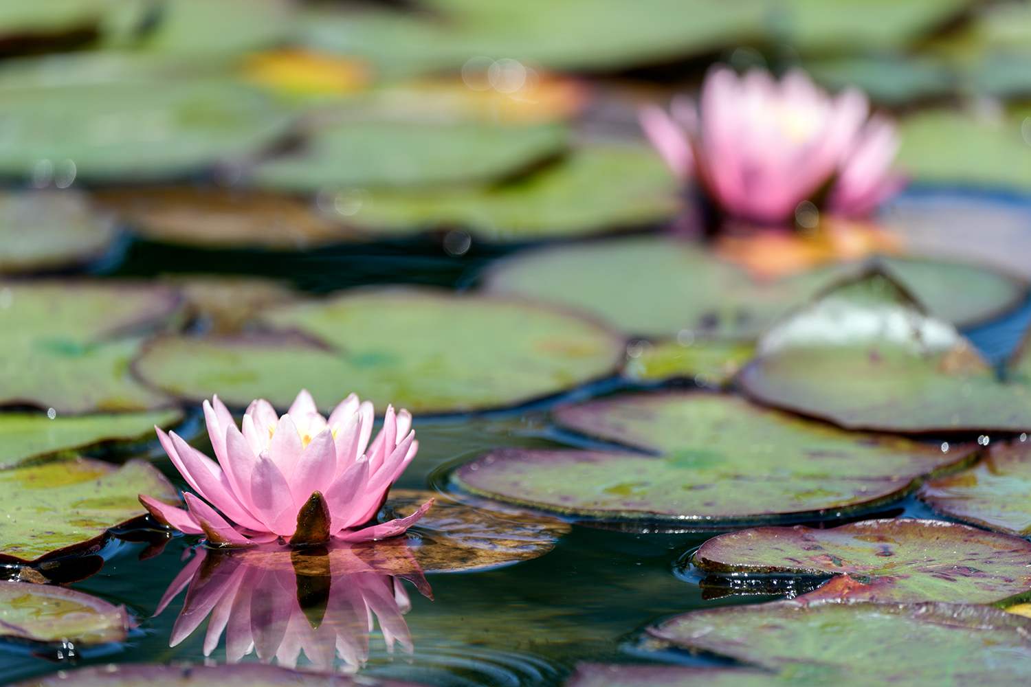 送料込みライン 涼し気な地色に天の川のように流れる花と花輪が美しい 