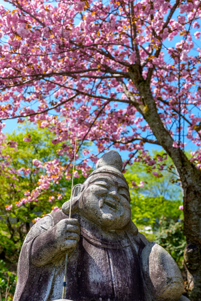倶利伽羅峠の八重桜が見頃です！ | 北陸物語